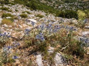 Eryngium creticum - Cretan Eryngo