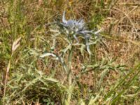 Eryngium creticum Biokovo Nature Park, Tucepi, Croatia 20170802_1419