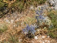 Eryngium creticum Biokovo Nature Park, Tucepi, Croatia 20170802_1430