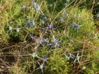 Eryngium creticum Side, Turkey 20120624 162