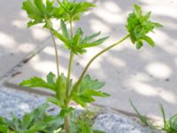 Eryngium foetidum Hyllie allé 31, Malmö, Skåne, Sweden 20190623_0034