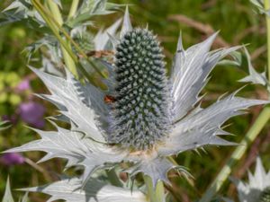 Eryngium giganteum - Sea Holly - Silvermartorn