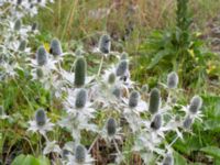 Eryngium giganteum Sallerupsvägen Frillinge hög, Malmö, Skåne, Sweden 20230717_0011