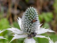 Eryngium giganteum Sallerupsvägen Frillinge hög, Malmö, Skåne, Sweden 20230717_0013