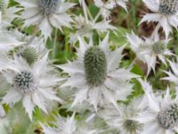 Eryngium giganteum Sallerupsvägen Frillinge hög, Malmö, Skåne, Sweden 20230717_0014