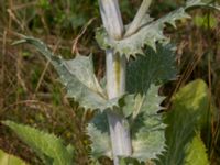 Eryngium giganteum Svanetorpsvägen, Åkarp, Lomma, Skåne, Sweden 20160705_0025