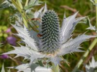 Eryngium giganteum Vellinge golfklubb, Vellinge, Skåne, Sweden 20220704_0033