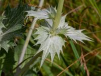 Eryngium giganteum Vellinge golfklubb, Vellinge, Skåne, Sweden 20220704_0034