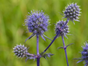 Eryngium planum - Plains Eryngo - Rysk martorn