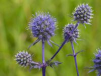 Eryngium planum Bromsgatan, Landskrona, Skåne, Sweden 20160711_0185