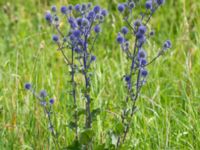 Eryngium planum Bromsgatan, Landskrona, Skåne, Sweden 20160711_0190