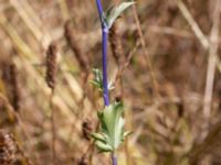 Eryngium planum Krokbäcksparken, Malmö, Skåne, Sweden 20220728_0029