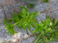 Eryngium sp. Hyllie allé 31, Malmö, Skåne, Sweden 20190623_0035