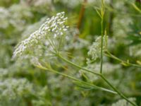 Falcaria vulgaris Fugle, Trelleborg, Skåne, Sweden 20150808_0024