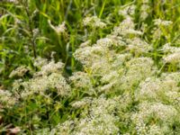 Falcaria vulgaris Fugle, Trelleborg, Skåne, Sweden 20150808_0026