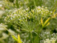 Falcaria vulgaris Fugle, Trelleborg, Skåne, Sweden 20150808_0028