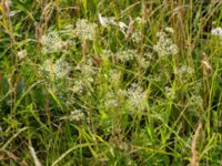 Falcaria vulgaris Fugle, Trelleborg, Skåne, Sweden 20150808_0035