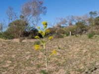 Ferula communis Oued Massa, Morocco 20180224_0219