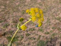 Ferula communis Oued Massa, Morocco 20180224_0221