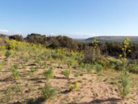 Ferula communis Oued Massa, Morocco 20180224_0225