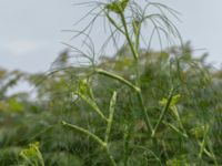 Foeniculum vulgare Svanetorpsvägen, Åkarp, Lomma, Skåne, Sweden 20160625_0031