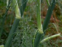 Foeniculum vulgare Svanetorpsvägen, Åkarp, Lomma, Skåne, Sweden 20160625_0032