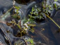 Helosciadium inundatum Skanörs ljung, Falsterbohalvön, Vellinge, Skåne, Sweden 20170627_0030