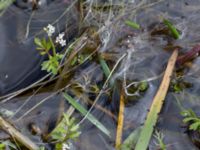 Helosciadium inundatum Skanörs ljung, Falsterbohalvön, Vellinge, Skåne, Sweden 20170627_0043