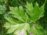 Heracleum mantegazzianum Ödetomterna, Bunkeflo strandängar, Malmö, Skåne, Sweden 20240617_0083