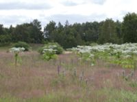 Heracleum mantegazzianum Hillarp, Munka-Ljungby, Ängelholm, Skåne, Sweden 20170709_0008