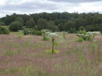 Heracleum mantegazzianum Hillarp, Munka-Ljungby, Ängelholm, Skåne, Sweden 20170709_0009