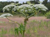 Heracleum mantegazzianum Hillarp, Munka-Ljungby, Ängelholm, Skåne, Sweden 20170709_0011