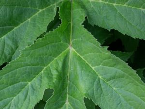 Heracleum mantegazzianum agg.