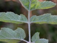 Heracleum mantegazzianum agg. Botaniska trädgården, Lund, Skåne, Sweden 20180816_0090