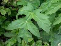 Heracleum mantegazzianum agg. Olshögsvägen, Lund, Skåne, Sweden 20190510_0029