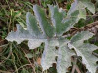 Heracleum mantegazzianum agg. x sphondylium ssp. sphondylium Botaniska trädgården, Lund, Skåne, Sweden 20180816_0097