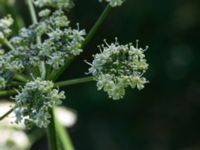 Heracleum sphondylium ssp. sibiricum Bongska marken, Ystad, Skåne, Sweden 20170620_0038