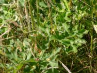 Heracleum sphondylium ssp. sibiricum Fält S Skjutbanevägen, Tjörröd, Höganäs, Skåne, Sweden 20180702_0119