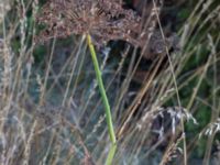 Laserpitium latifolium Gillberga, Borgholm, Öland, Sweden 20180809_0162