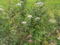 Laserpitum latifolium Snörum, Västervik, Småland, Sweden 20150712_0563