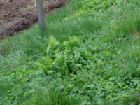 Levisticum officinale Gundrastorp, Hässleholm, Skåne, Sweden 20190504_0165