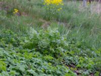 Levisticum officinale Gundrastorp, Hässleholm, Skåne, Sweden 20190504_0170