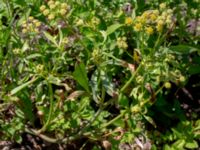 Levisticum officinale Ulricedal, Malmö, Skåne, Sweden 20190617_0145