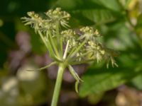 Levisticum officinale Ulricedal, Malmö, Skåne, Sweden 20190617_0150