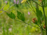 Levisticum officinale Ulricedal, Malmö, Skåne, Sweden 20190701_0039