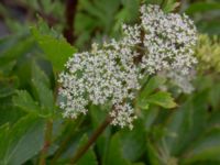 Ligusticum scothicum Galtabäcks hamn, Varberg, Halland, Sweden 20190715_0666