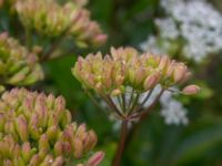 Ligusticum scothicum Galtabäcks hamn, Varberg, Halland, Sweden 20190715_0667