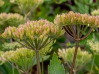 Ligusticum scothicum Galtabäcks hamn, Varberg, Halland, Sweden 20190715_0668