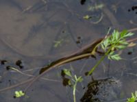 Oenanthe aquatica Häckeberga hed, Lund, Skåne, Sweden 20150727_0129