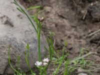 Oenanthe fistulosa Häckeberga hed, Lund, Skåne, Sweden 20150727_0114